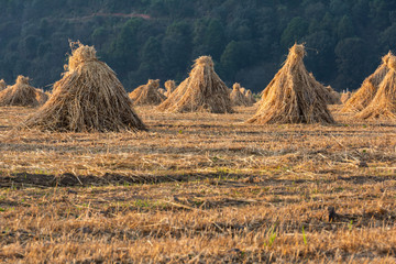 Oatmeal drying after being harvested