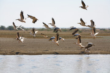 A flock of Rosy Pelicans (Pelecanus Onocrotalus) are taking off from the lake at Little Rann of Kutchh Gujrat India 
