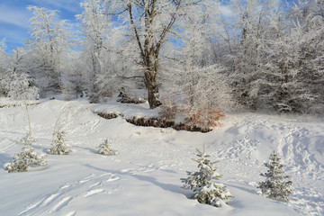 Bright sunny day, winter forest and footprints in snow