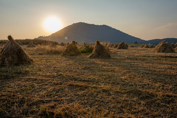 Harvested oat in the sunset
