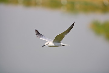 A Gullbiled turn (Gelochelidon nilotica) flying at Little Rann of Kutchh Gujrat India 