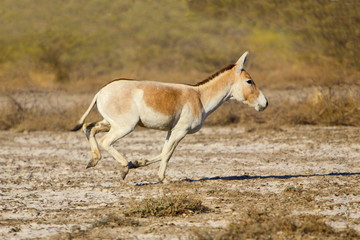 A Wild Ass (Equus hemionus khur) running at Little Rann of Kutchh Gujrat India 