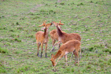 A Swamp Deer (Cervus duvauceli) grazing at Kaziranga National Park Aasam India 