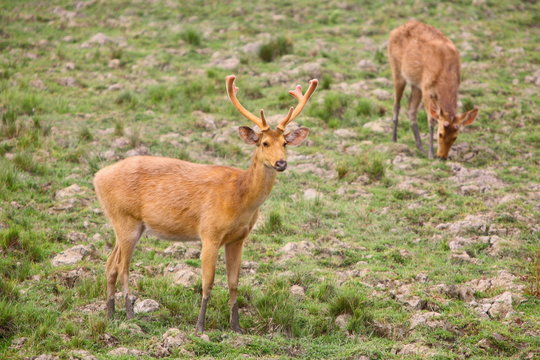 A Swamp Deer Male with horns (Cervus duvauceli) standing at Kaziranga National Park Aasam India 