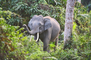 Fototapeta premium Indian Elephant (Elephas maximus indicus) Young male at Kaziranga National Park Aasam India 