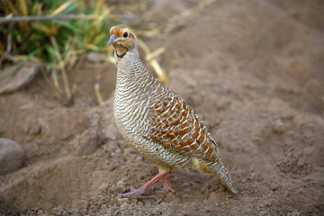 A Grey Francoline (Francolinus pondicerianus) at Ranathambhore National Pakr, Rajasthan India 