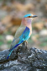 Indian Roller (Coracias benghalensis) at Kanha National Park, Madhyapradesh India 