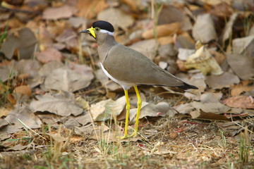 Yellow wattaled Lapwing (Vanellus malabaricus) at Bandhavgarh National Park Madhya Pradesh India 