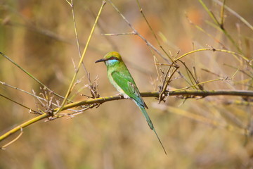 Green Bee-eater (Merops Orientalis) at Bandhavgarh National Park Madhya Pradesh India 