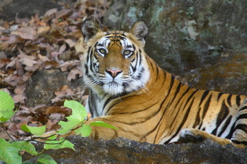 Fototapeta na wymiar A Tigress (Panthera tigris) relaxing at Bandhavgarh National Park Madhya Pradesh India 