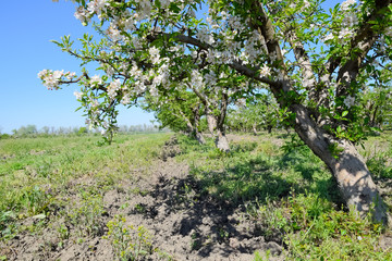 Blooming apple orchard. Adult trees bloom in the apple orchard.