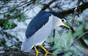 Black-Crowned Night Heron, Gorsachius melanolophus, at Keoladev National Park, Bharatpur, Rajasthan, India.