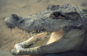 Marsh Mugger, at Chitwan national Park, Nepal.