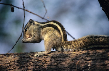 Threestriped Palm Squirrel, Funambulus Palmarum, at Keoladev National Park, Bharatpur, Rajasthan, India.