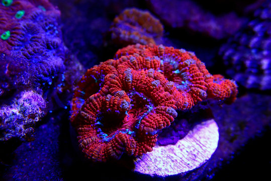 Ultra Red colorful acanthastrea micromussa lordhowensis