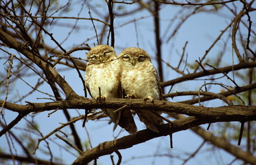 Spotted Owlets-Athene brama-Keoladeo National park, Rajasthan, India