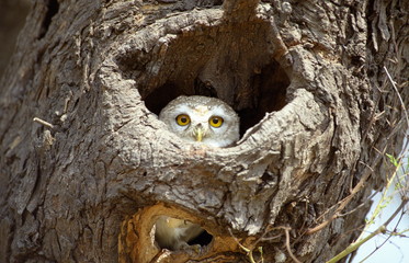 Spotted Owlet -Ahene brama-Keoladeo National park, Rajasthan, India