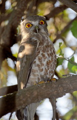 Brown Hawk owl, Ninox scutulata, Keoladeo National park, Rajasthan, India