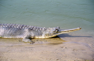 gharial, indian crocodile

