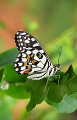 Lime Butterfly, basking at Hedvi, Western Maharashtra