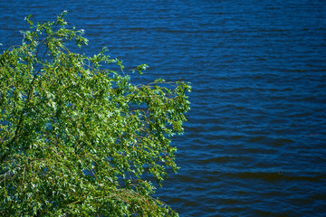 Fototapeta na wymiar luxurious willow grows over a deep lake
