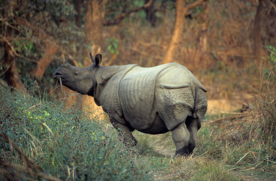 Great Indian Onehorned Rhinoceros, rhinoceros Unicornis, Chitwan National Park, Nepal.