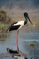 Black necked strok