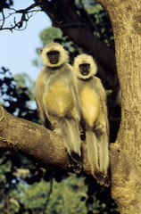 Hanuman langoor - Semnopithecus Entellus. Sleeping on bark.