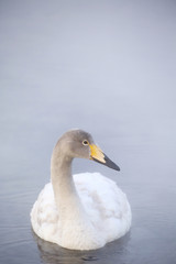 屈斜路湖の白鳥の幼鳥