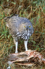 Changeable hawk eagle ( Nisaetus cirrhatus ) feeding on spotted deer, Kanha, National park, Madhya Pradesh, India.
