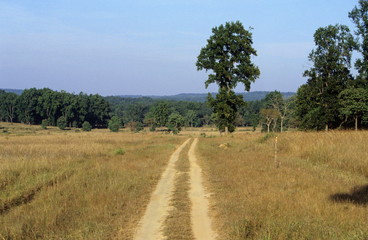 Fototapeta na wymiar A forest of Kanha, National park, Madhya Pradesh, India.