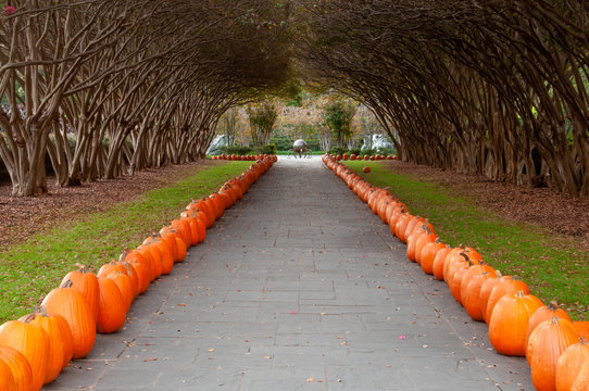Pumpkin Alley