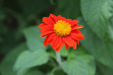 Close-up of orange flower in the garden