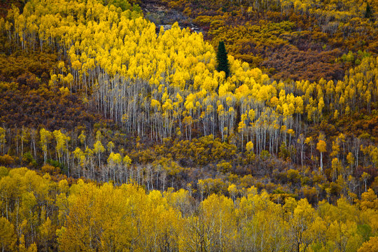 Golden aspen trees in the fall in the mountains of Utah. 