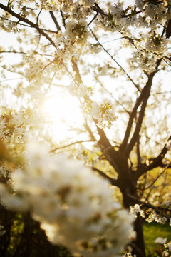 Apfelbl&uuml;te im Sonnenlicht