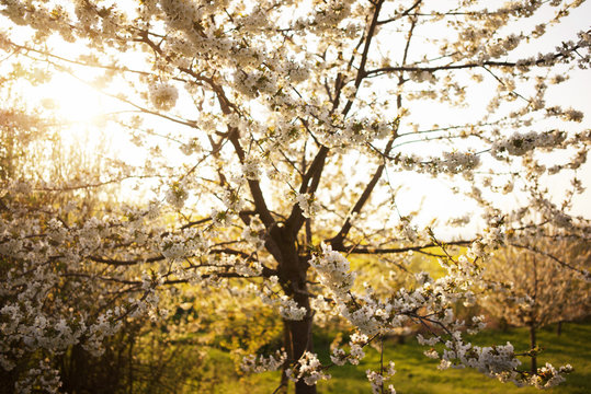 tree blossom