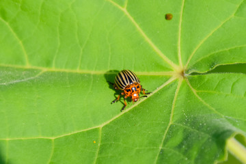 Colorado beetle on a leaf of a plant. Adult striped Colorado bee
