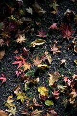 Fallen leaves