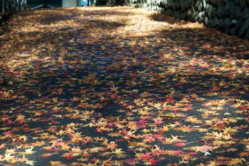 Fallen leaves