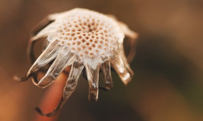 shell in hand