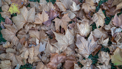 autumn leaves background