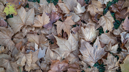 autumn leaves background