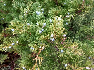 Juniper with blue berries