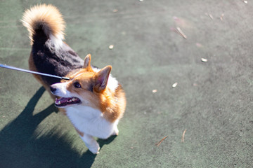 Playful corgi looking off to left 