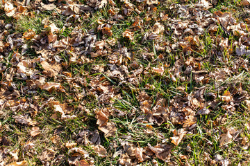 Brown leaves on green grass texture