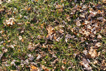 Unraked leaves on green lawn