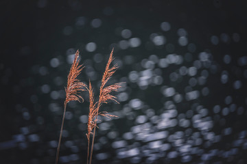 trzciny © wrzesientomek