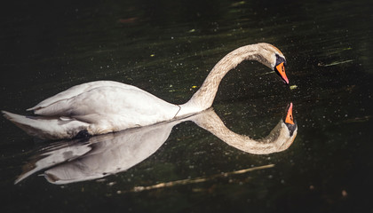 Łabędź niemy © wrzesientomek