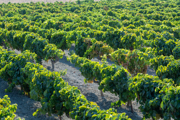 Landscape with famous sherry wine grape vineyards in Andalusia, Spain, sweet pedro ximenez or muscat, or palomino grape ready to harvest, used for production of jerez, sherry sweet and dry wines