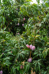 Cultivation of exotic sweet fruit mango in subtropical Malaga-Granada tropical coast region, Andalusia, Spain, ripe mango fruits in tree